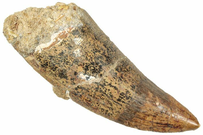 Serrated Carcharodontosaurus Tooth - Composite Tip #322017